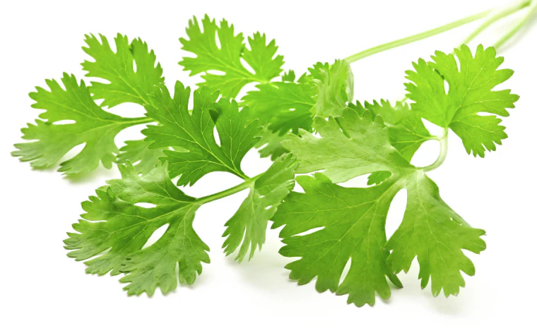 Lemon Coriander